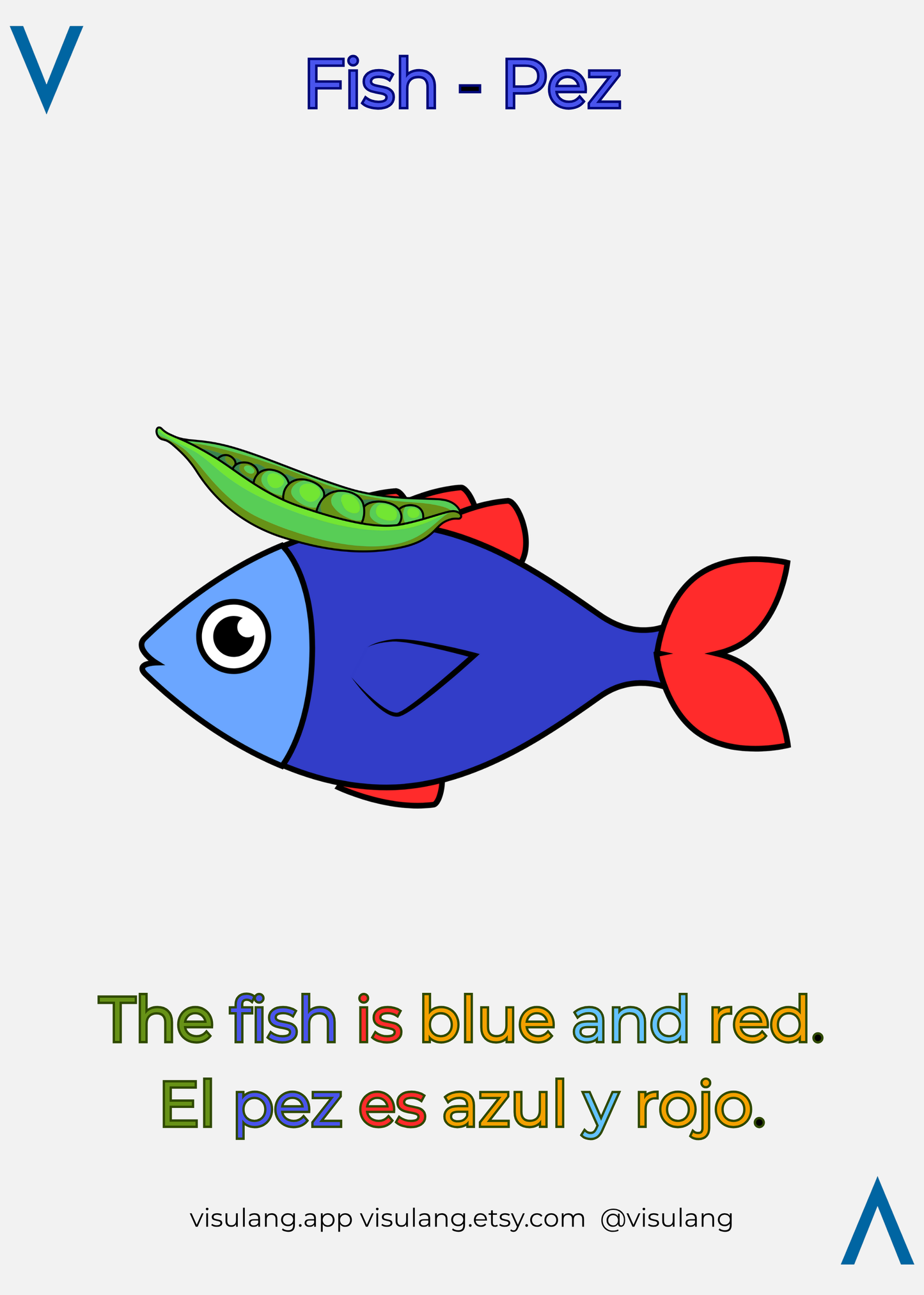 The fish is blue and red - El pez es azul y rojo