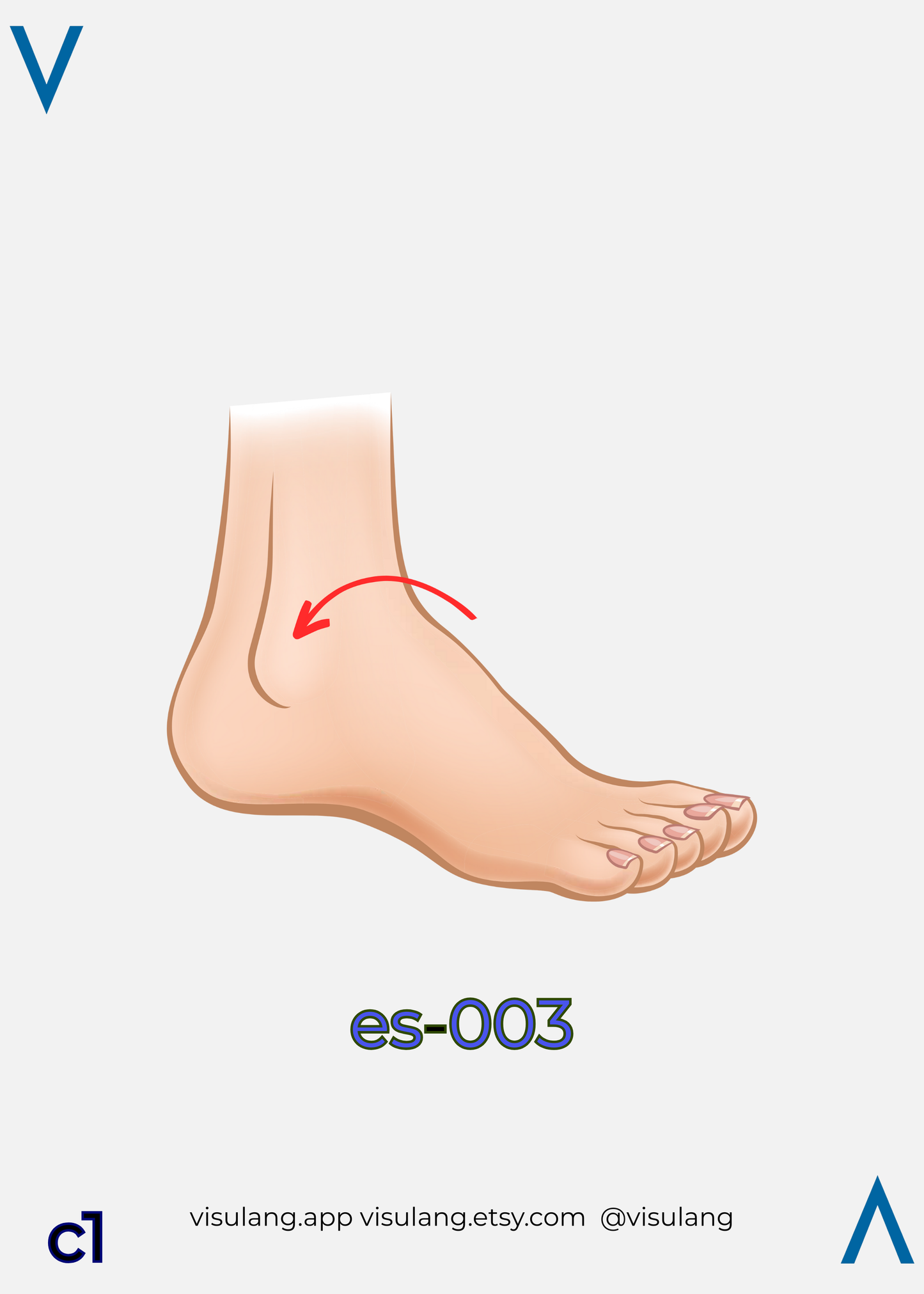 Ankle illustration with a red directional arrow, index es-003. This numerical system creates a spatial memory map, assigning each vocabulary term a unique mental address to stabilize long-term retention.